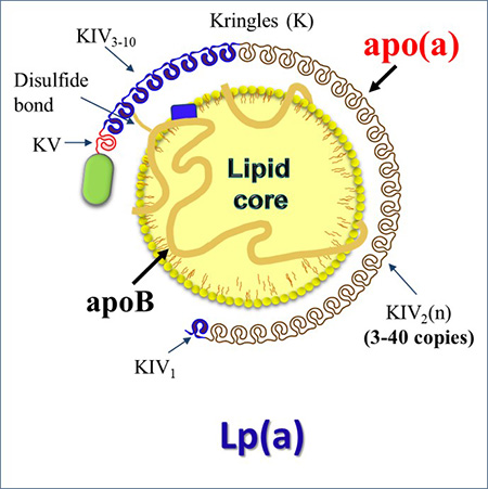 Yellow ball with purple cap on top and bottom with descriptions 