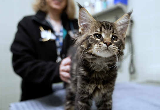 Maine Coon kitten Viggo stands on an exam table at UC Davis Veterinary Teaching Hospital.